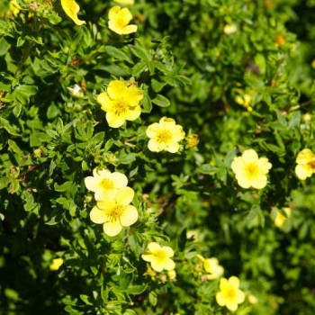 Potentilla frut. 'Goldfinger' 0.20 à 0.25 m CT 1,3 litres 