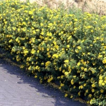 Potentilla frut. 'Klondike' 0.25 à 0.30 m CT 3 litres 