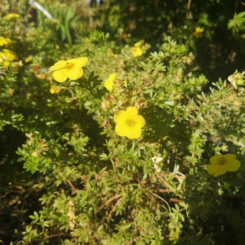 Potentilla frut. 'Kobold' 0.20 à 0.25 m CT 1,3 litres 