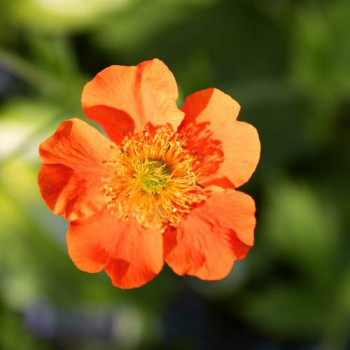 Potentilla frut. 'Tangerine' 0.25 à 0.30 m CT 3 litres 