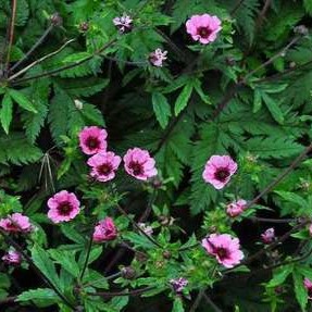 Potentilla nep. 'Miss Willmott'  Pot 9 