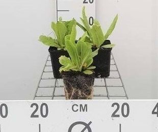 Primula dent. 'Alba'  Pot 9 