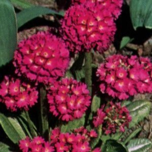 Primula dent. 'Rubin'  Pot 9 