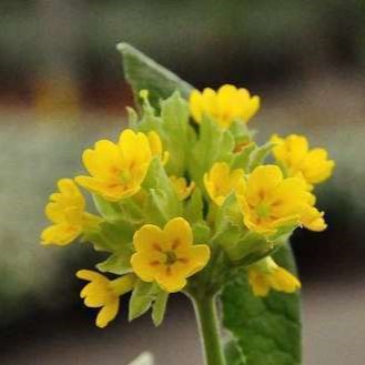 Primula veris  Pot 9 