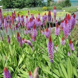 Primula vialii  Pot 9 