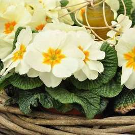 Primula vulgaris (= acaulis)  Pot 9 
