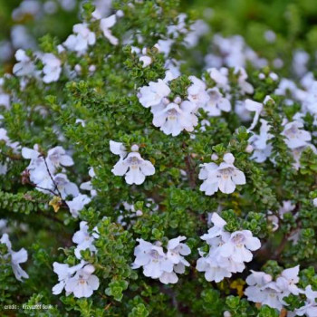 Prostanthera cuneata 0.20 à 0.25 m Cont. 