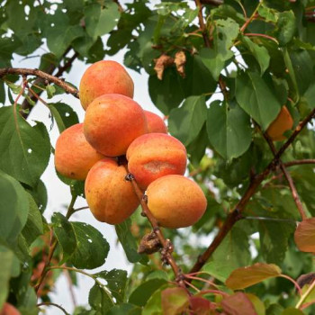 Prunus arm. (abrikoos/abricotiers) BUISSON Cont. 