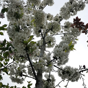 Prunus av. 'Plena' Tige 12/14 Cont. 