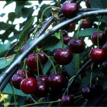 Prunus cer. 'Kelleriis Nr. 16' (= 'morellen')  Cont. 