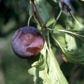 Prunus dom. 'Mr. Hâtif' (= 'blauwe wijn') Demi-tige Racine nue 