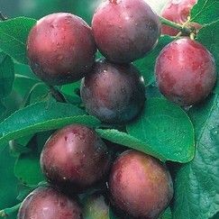 Prunus dom. 'Opal'  Cont. 