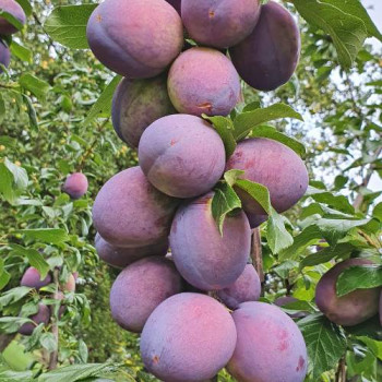 Prunus dom. 'President' Demi-tige Cont. 