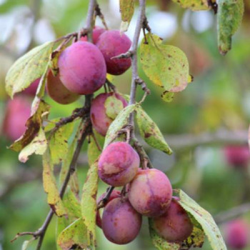 Prunus dom. 'Victoria'  Cont. 