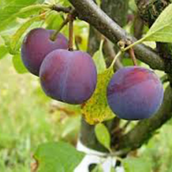 Prunus dom. 'Wignon'  Racine nue 