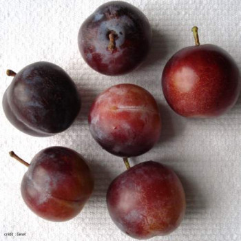 Prunus dom. 'R. Cl. d'althan' (='conducta')  Cont. 