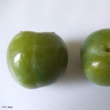 Prunus dom. 'R. Cl. Verte'  Cont. 