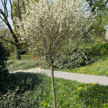 Prunus eminens 'Umbraculifera' Demi-tige CT 10 litres 