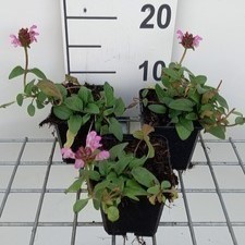 Prunella grand. 'Pink Loveliness'  Pot 9 
