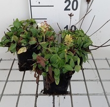 Prunella grand. 'Alba'  Pot 9 