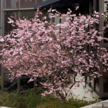 Prunus hybr. 'Accolade' Tige 10/12 CT 30 LITRES 