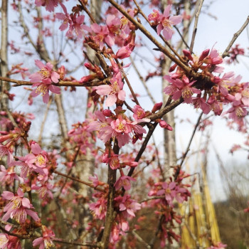 Prunus hybr. 'Okame' 3 à 3.5 m CT 130 litres en cépée 