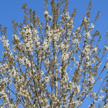 Prunus hybr. 'Umineko' Tige 10/12 CT 