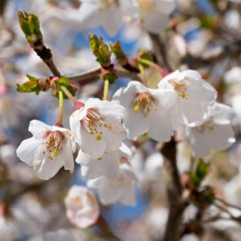 Prunus incisa 'Kojou-no-mai' 0.25 à 0.30 m Cont. 