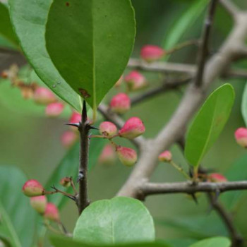 Prunus lus. 'Angustifolia' (='myrtifolia')  En rideau 40 
