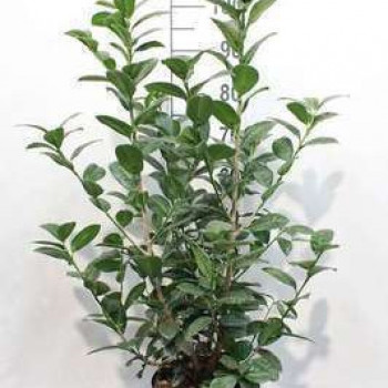 Prunus laur. 'Ani'® 0.80 à 1 m CT 5 litres 
