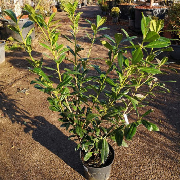 Prunus laur. 'Caucasica' 0.40 à 0.60 m Cont. 