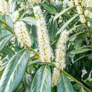 Prunus laur. 'Genolia'®  En rideau 40 