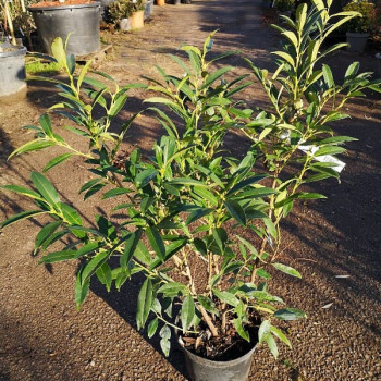 Prunus laur. 'Herbergii' - W 0.80 à 1 m Motte 