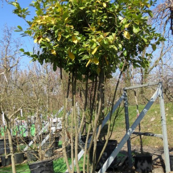 Prunus laur. 'Rotundifolia'
