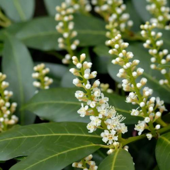 Prunus laur. 'Zabeliana' 0.30 à 0.40 m CT 3 litres 