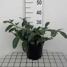 Prunus laur. 'Mount Vernon' 0.30 à 0.40 m Cont. 