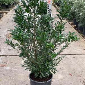 Prunus laur. 'Sofia'®(zsofi) 0.80 à 1 m CT 15 litres 