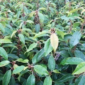 Prunus lus. 'Angustifolia'  CT 45 litres en espalier 