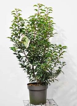 Prunus lus. 'Brenelia'® 0.40 à 0.50 m Cont. 