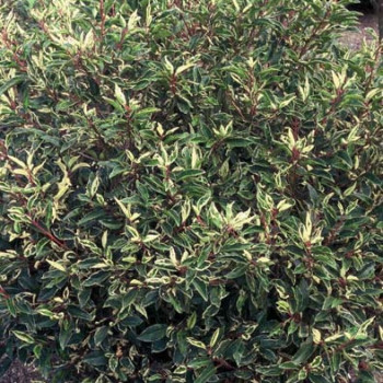 Prunus lus. 'Variegata'