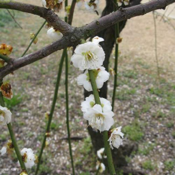 Prunus mume 'Pendula' Demi-tige CT 18 litres 