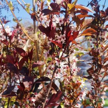 Prunus cistena 0.60 à 0.80 m Cont. 