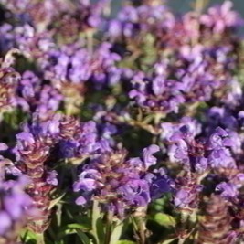 Prunella grandiflora  Pot 9 