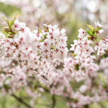 Prunus nipponica 'Brillant' 0.60 à 0.80 m Cont. 