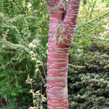 Prunus serrula 0.60 à 0.80 m CT 4 litres 