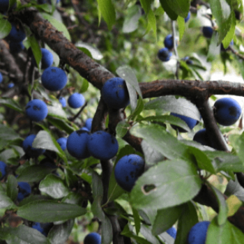 Prunus spinosa 0.60 à 0.80 m CT 2 litres 