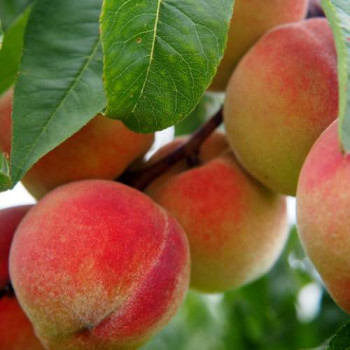 Prunus persica (perzik/pecher) BUISSON Cont. 