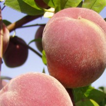 Prunus pers. 'Fertile de Septembre'  Racine nue 