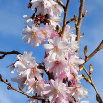 Prunus subh. 'Autumnalis Rosea' Demi-tige CT 18 litres 