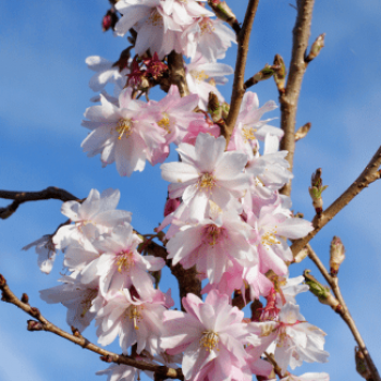 Prunus subh. 'Autumnalis Rosea' Tige 10/12 Cont. 